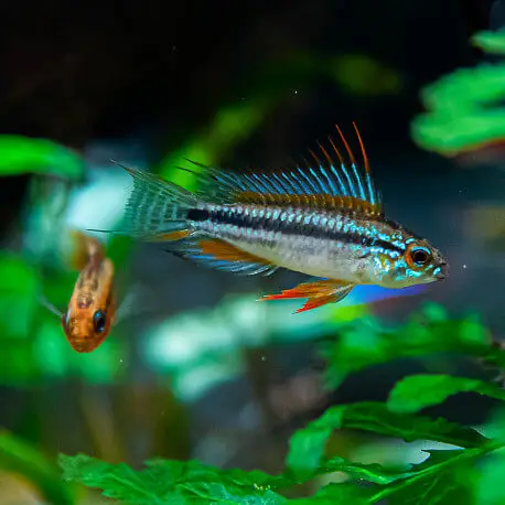 Apistogramma bitaeniata peru blue LE COUPLE – Elevage Européen Promotion Saisonnière