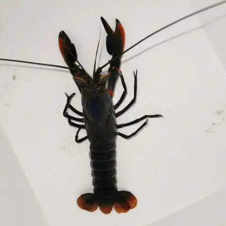 Authentique Ecrevisse Cherax alyciae Black kong