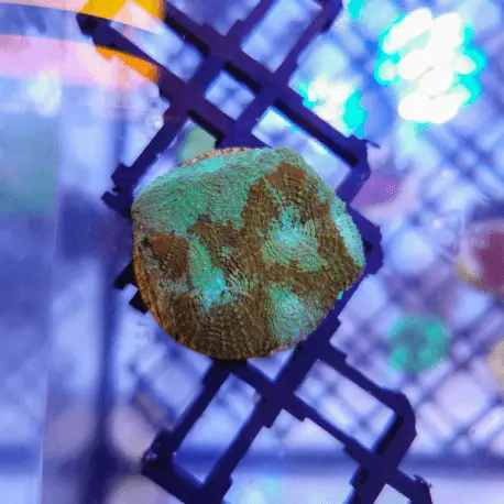 Acanthastrea echinata Prix Choc