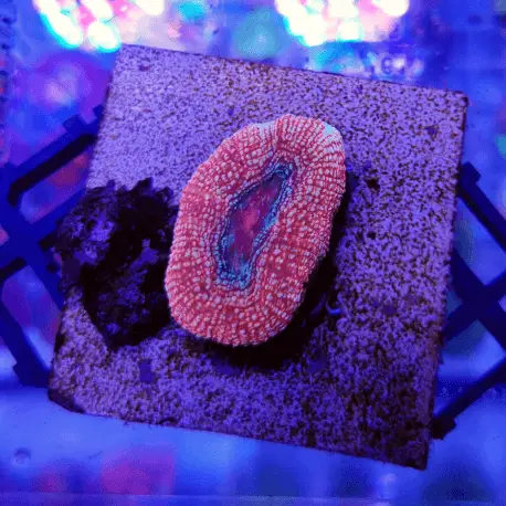 Acanthastrea bowerbanki Ultra Orange ABUO01 Prix Cassé