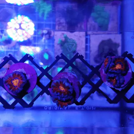 Acanthastrea sp. Multicolor Ultra Frag Promotion