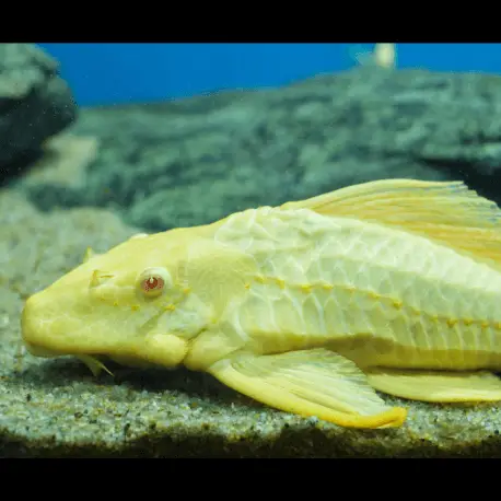 Vente Flash Pterygoplichthys gibbiceps Albinos – Pléco léopard albinos 20-30cm