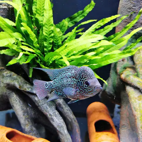 Acheter Direct Cichlasoma sp. Flowerhorn mâle 10-12cm – Flowerhorn sélection grade AA