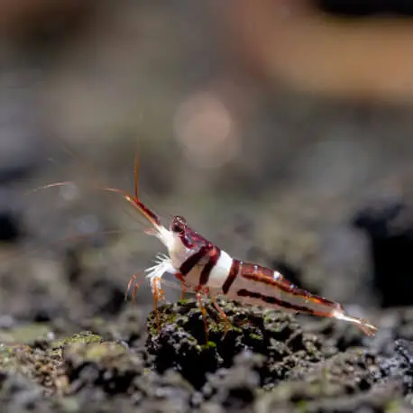 Bon Plan Caridina woltereckae – crevette arlequin de Sulawesi