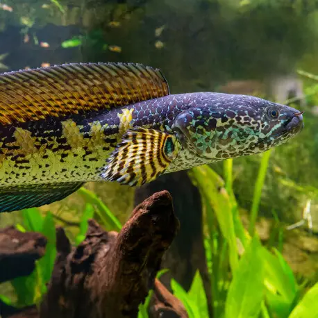 Channa aurantimaculata 22-26cm – Tête de serpent orange tâcheté Prix Bas