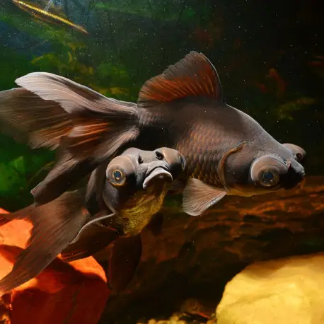 Vente Flash Carassius auratus téléscope Black Moor – Poisson japonais 5-6cm