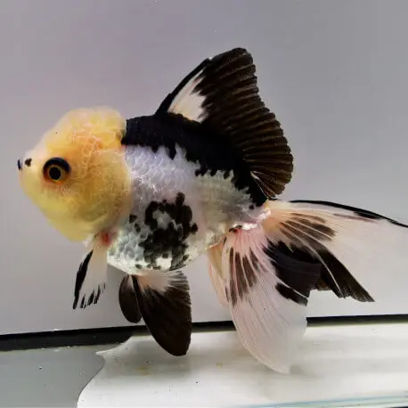 Acheter En Ligne Carassius auratus Oranda Panda – Poisson japonais 4-6cm