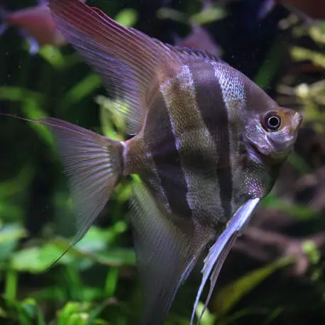 Top Vente Pterophyllum AltumElevage Européen M/L