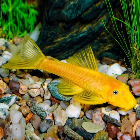 Ancistrus sp. gold S (Elevage Europe) Super Prix