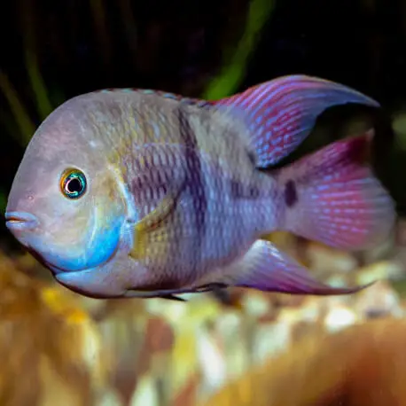 Cichlasoma sajica XL Promotion Saisonnière