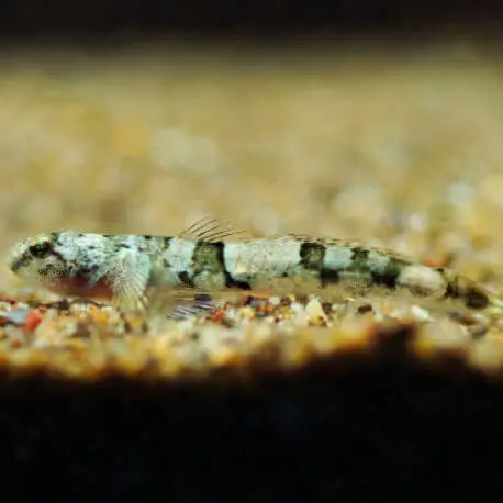 Schismatogobius ampluvinculus(Sauvage – Indonésie) Quantité Limitée