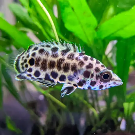 Certifié Ctenopoma acutirostre