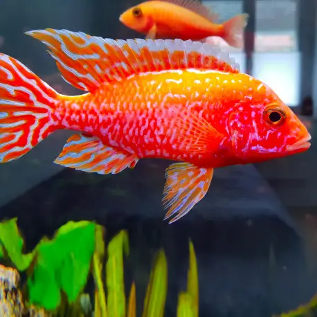 Aulonocara Red Dragon 7-8cm -Full Colors Selection Meilleure Vente