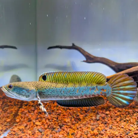 Channa pulchra Peacock S/M Offre Limitée