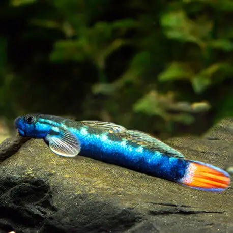 Sicyopterus lagocephalus(Sauvage – Indonésie) Réduction