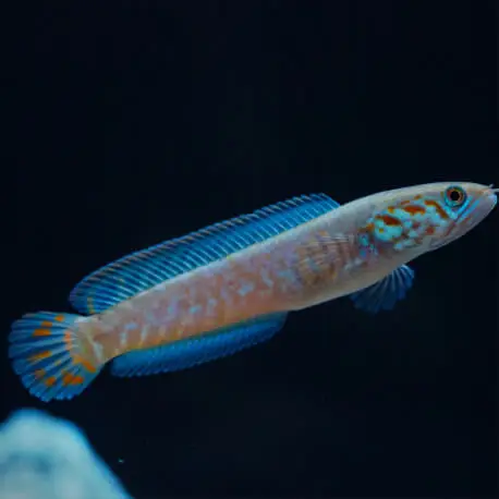Channa bleheri blue rainbow – Tête de Serpent 7-10cm Haute Qualité