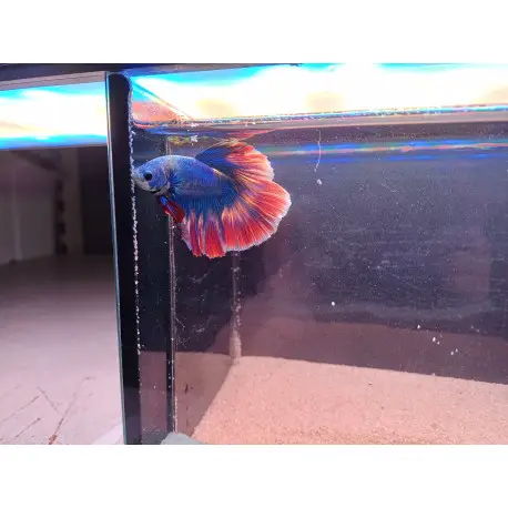 Betta mâle Halfmoon Thai Flag Promotion