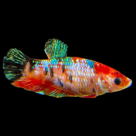 Betta femelle Candy Halfmoon Plakat (HMPK) Prix Cassé