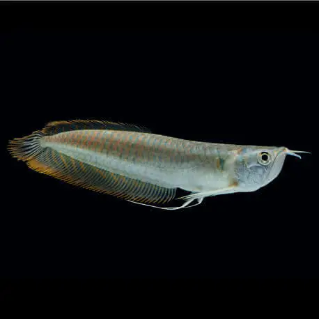 Acheter Direct Osteoglossum bicirrhosum – Arowana argenté (Elevage) 14-16cm