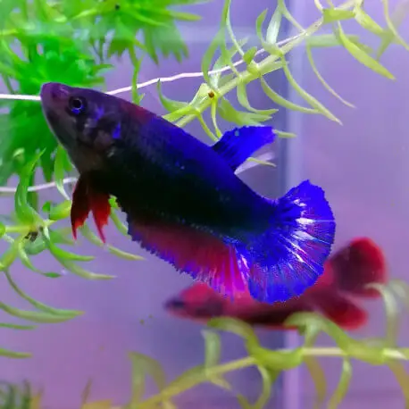 Betta splendens femelle plakat Populaire