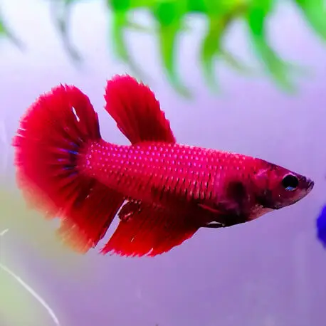 Betta splendens femelle halfmoon mix Satisfait Ou Remboursé
