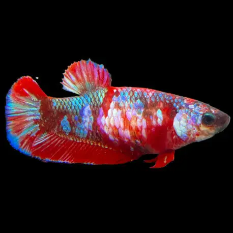 Betta mâle Candy Halfmoon Plakat (HMPK) Prix Promo