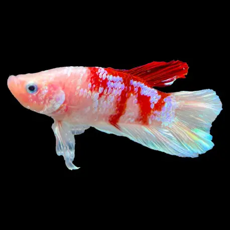 Betta mâle Halfmoon Plakat HQ N°3 Pas Cher
