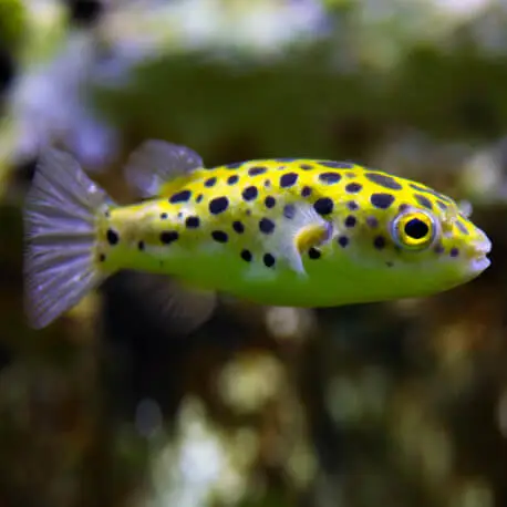 Acheter Direct Tetraodon nigroviridis