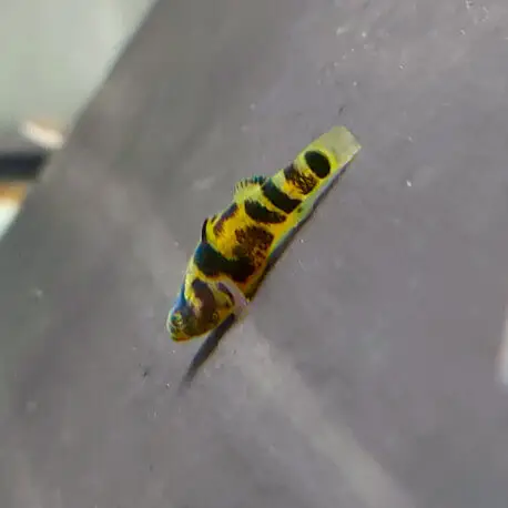 Brachygobius sp ocelot – Gobie abeille royal M Certifié