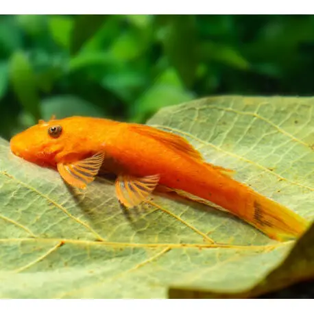 Ancistrus sp. super red XL (Elevage Europe) Nouvel Arrivage