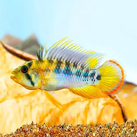 Apistogramma baenschi INCA Selection LE COUPLE – Elevage Européen Meilleur Choix