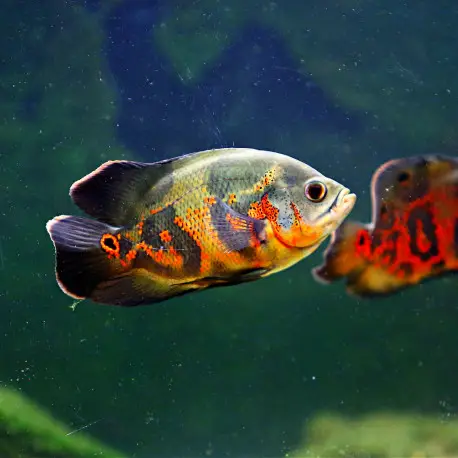 Astronotus ocellatus – Oscar L/XL – 15-20cm Retour Gratuit