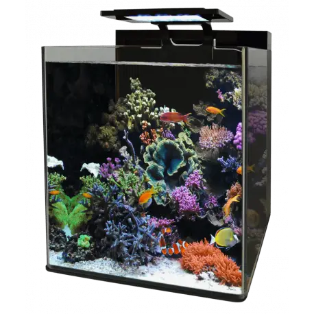 BLUE MARINE REEF 90 AQUARIUM Jusqu&rsquo;à Épuisement Des Stocks