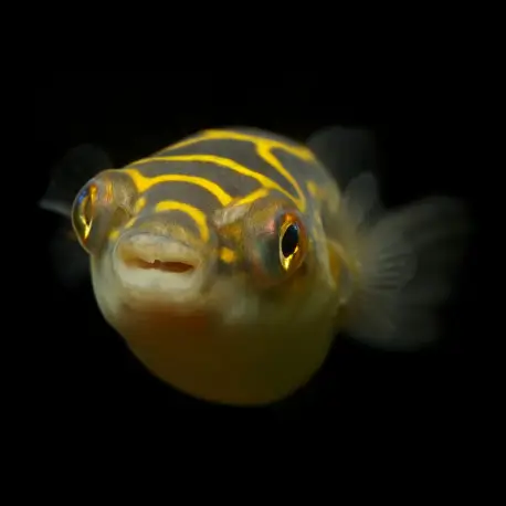 Bon Marché Tetraodon biocellatus