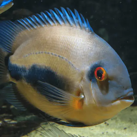 Uaru amphiacanthoides 8-12cm Authentique