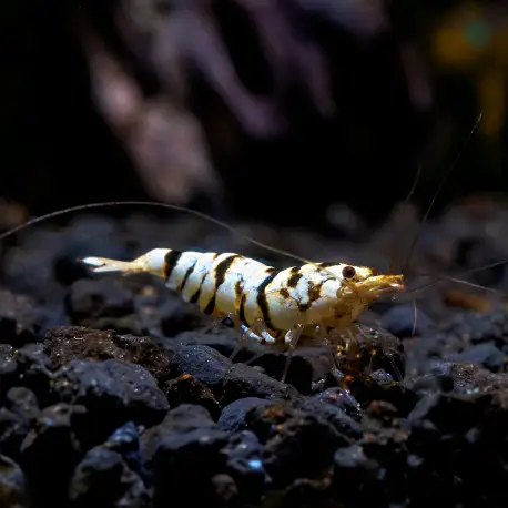 Super Prix Crevette Caridina Cantonensis Fancy Tiger Black