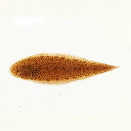 Achetez Aujourd&rsquo;hui Brachirus villosus – sole d&rsquo;eau douce