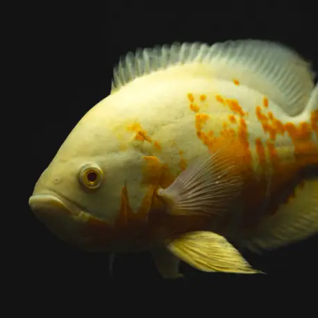 Astronotus ocellatus Albinos Tiger – Oscar 8-12cm Offre Exclusive