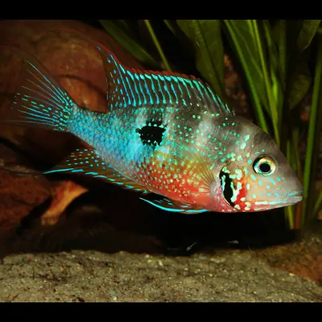 Thorichthys maculipinnis (ellioti) Promotion Saisonnière