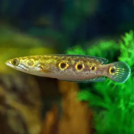 Channa pleurophthalma – Tête de Serpent 6-8cm (Elevage – Indonésie) Vente Directe