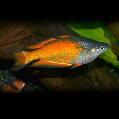 Authentique Melanotaenia x parkinsoni – Arc-en-ciel de Parkinson