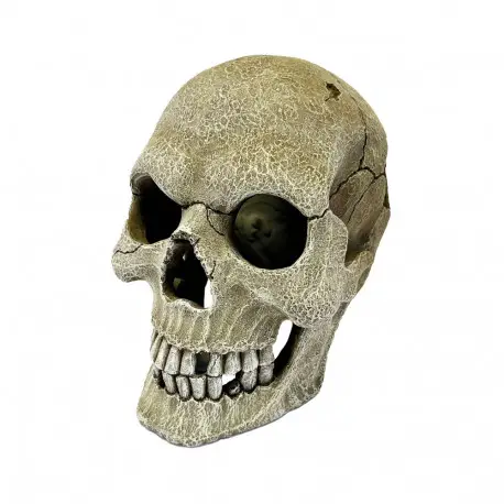 REPTO Deco human skull XL – Décoration reptiles Quantité Limitée