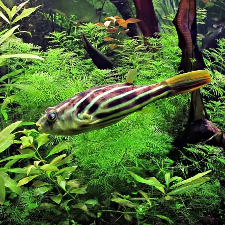 Tetraodon lineatus – Fahaka – Poisson-globe S (Afrique) Nouveauté