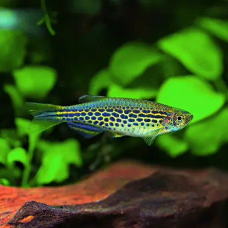 Achat Immédiat Danio kyathit – Poisson d&rsquo;aquarium coloré