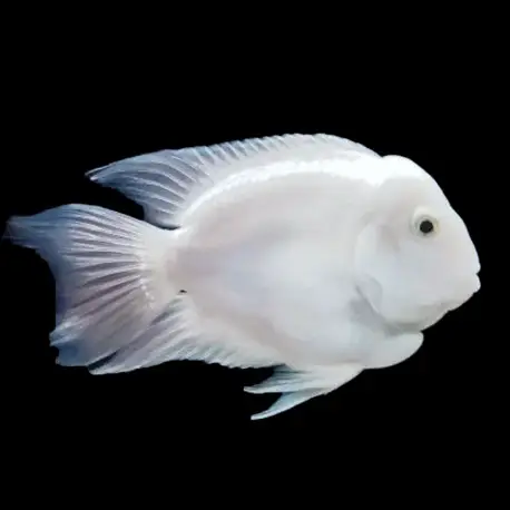 Soldes cichlasoma sp. Platinum Geel parrot – Cichlidé perroquet