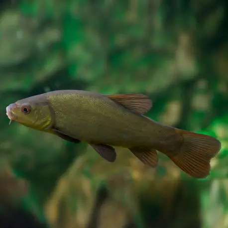 Tinca tinca – Tanche verte – Poisson de Bassin Prix Réduit