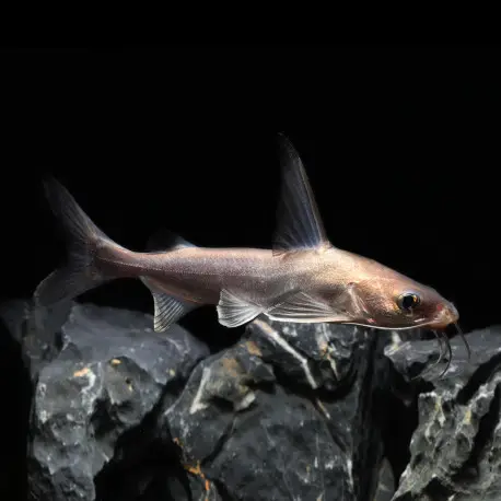 Ariopsis seemanni – Arius Jordani poisson chat d&rsquo;eau saumatre Offre Limitée