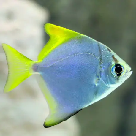 Soldes Monodactylus argenteus – Poisson lune d&rsquo;argent