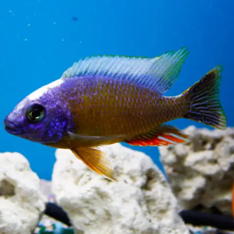 Vente Directe Protomelas sp Taiwan Reef 7-8cm – Full Colors Selection