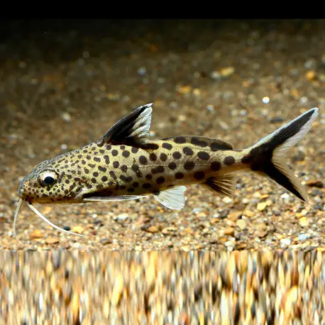 Seulement Aujourd&rsquo;hui Synodontis Multipunctatus – Coucou du Tanganyika